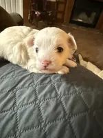 Snowflake, a female Chinese Crested for sale in Ranger, GA – Photo 4 of 7