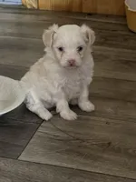 Snowflake, a female Chinese Crested for sale in Ranger, GA – 1 of 8