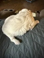 Snowflake, a female Chinese Crested for sale in Ranger, GA – Photo 2 of 7