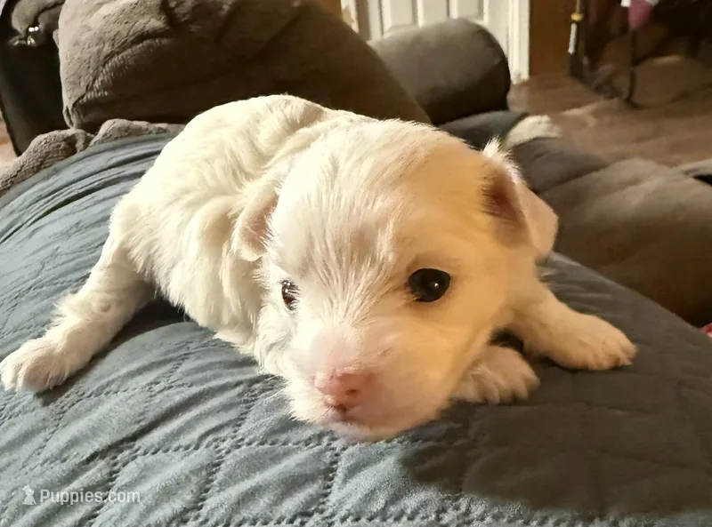 Snowflake – Chinese Crested puppy for sale in Ranger, GA