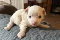 Snowflake, a female Chinese Crested for sale in Ranger, GA – Photo 3 of 7
