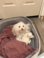 Snowflake, a female Chinese Crested for sale in Ranger, GA – Photo 7 of 7