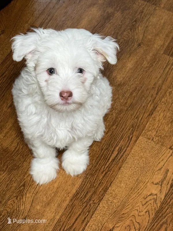 Duke – Chinese Crested puppy for sale in Ranger, GA