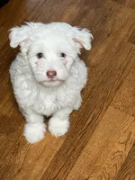 Duke, a male Chinese Crested for sale in Ranger, GA – 1 of 3