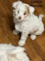 Cookie, a female Chinese Crested for sale in Ranger, GA – 3 of 3