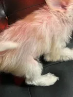 Tinker Bell, a female Chinese Crested for sale in Ranger, GA – Photo 8 of 9