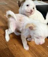 Tinker Bell, a female Chinese Crested for sale in Ranger, GA – Photo 6 of 9