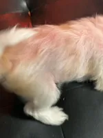 Tinker Bell, a female Chinese Crested for sale in Ranger, GA – Photo 7 of 9