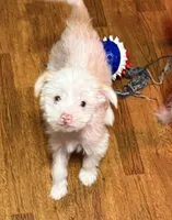 Tinker Bell, a female Chinese Crested for sale in Ranger, GA – Photo 1 of 9