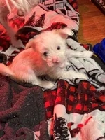 Tinker Bell, a female Chinese Crested for sale in Ranger, GA – Photo 3 of 9