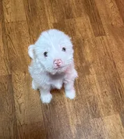 Tinker Bell, a female Chinese Crested for sale in Ranger, GA – Photo 4 of 9