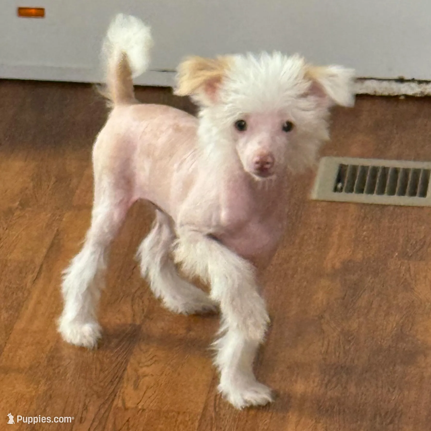 Tinker Bell – Chinese Crested puppy for sale in Ranger, GA