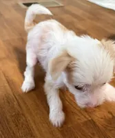 Tinker Bell, a female Chinese Crested for sale in Ranger, GA – Photo 5 of 9