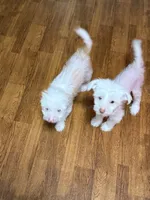 Levi, a male Chinese Crested for sale in Ranger, GA – Photo 2 of 10