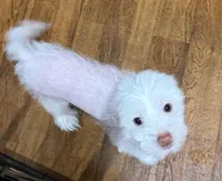 Levi, a male Chinese Crested for sale in Ranger, GA – Photo 1 of 10