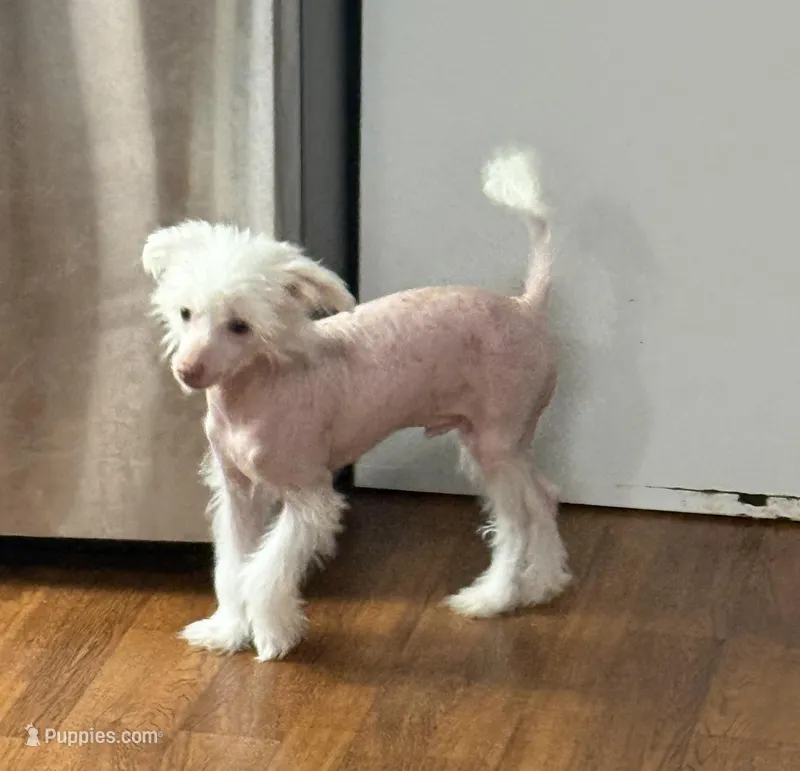 Levi – Chinese Crested puppy for sale in Ranger, GA