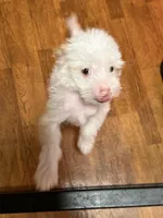 Levi, a male Chinese Crested for sale in Ranger, GA – Photo 4 of 10