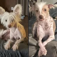 Levi, a male Chinese Crested for sale in Ranger, GA – Photo 10 of 10