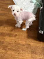 Levi, a male Chinese Crested for sale in Ranger, GA – Photo 6 of 10