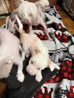 Levi, a male Chinese Crested for sale in Ranger, GA – Photo 9 of 10