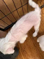 Levi, a male Chinese Crested for sale in Ranger, GA – Photo 8 of 10