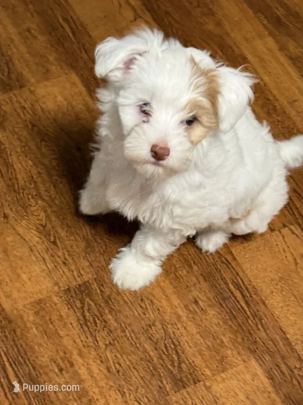 Cookie – Chinese Crested puppy for sale in Ranger, GA