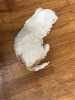 Duke, a male Chinese Crested for sale in Ranger, GA – 2 of 3