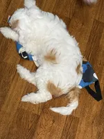 Cookie, a female Chinese Crested for sale in Ranger, GA – 2 of 3