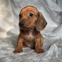 Mason, a male Miniature Dachshund for sale in Lancaster, SC – 5 of 6