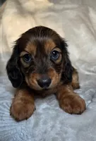 Tuttle, a male Miniature Dachshund for sale in Lancaster, SC – 2 of 8