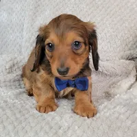 Nate, a male Miniature Dachshund for sale in Lancaster, SC – Photo 4 of 8