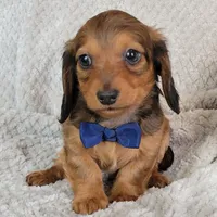 Nate, a male Miniature Dachshund for sale in Lancaster, SC – Photo 2 of 8