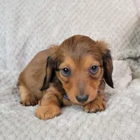 Nate, a male Miniature Dachshund for sale in Lancaster, SC – Photo 7 of 8