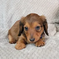 Nate, a male Miniature Dachshund for sale in Lancaster, SC – Photo 6 of 8