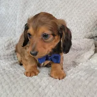 Nate, a male Miniature Dachshund for sale in Lancaster, SC – Photo 8 of 8