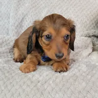 Nate, a male Miniature Dachshund for sale in Lancaster, SC – Photo 5 of 8