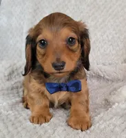 Nate, a male Miniature Dachshund for sale in Lancaster, SC – Photo 3 of 8