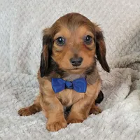 Nate, a male Miniature Dachshund for sale in Lancaster, SC – Photo 1 of 8