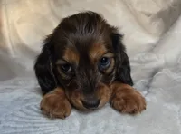 Tuttle, a male Miniature Dachshund for sale in Lancaster, SC – 6 of 8