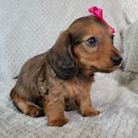 Ashlyn, a female Miniature Dachshund for sale in Lancaster, SC – Photo 3 of 6