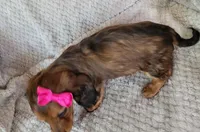 Ashlyn, a female Miniature Dachshund for sale in Lancaster, SC – Photo 6 of 6