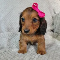 Ashlyn, a female Miniature Dachshund for sale in Lancaster, SC – Photo 2 of 6