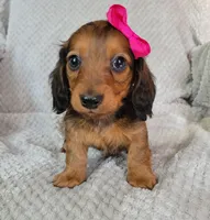 Ashlyn, a female Miniature Dachshund for sale in Lancaster, SC – Photo 5 of 6