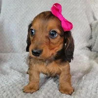 Ashlyn, a female Miniature Dachshund for sale in Lancaster, SC – Photo 4 of 6