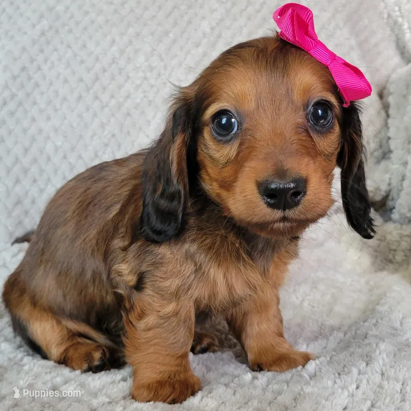 Ashlyn – Miniature Dachshund puppy for sale in Lancaster, SC