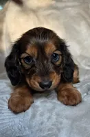 Tuttle, a male Miniature Dachshund for sale in Lancaster, SC – 7 of 8