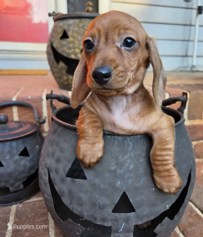 Mason – Miniature Dachshund puppy for sale in Lancaster, SC