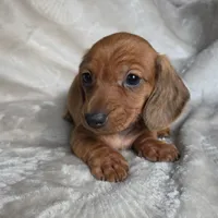 Mason, a male Miniature Dachshund for sale in Lancaster, SC – 2 of 6
