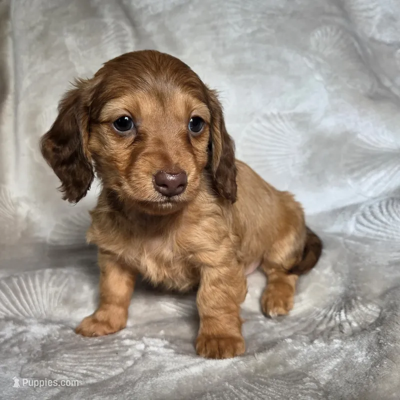 Maci – Miniature Dachshund puppy on hold in Lancaster, SC
