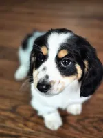 Oreo, a male Miniature Dachshund for sale in Lancaster, SC – Photo 2 of 4